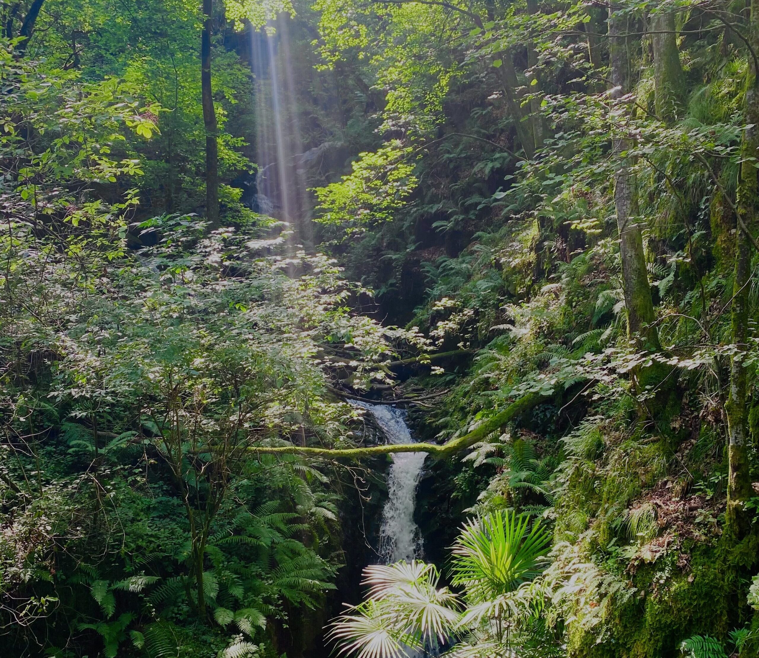 Sonnenlicht fällt durch einen bewaldeten Tobel auf einen kleinen Wasserfall.